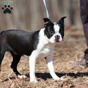 Boots, Boston Terrier Puppy